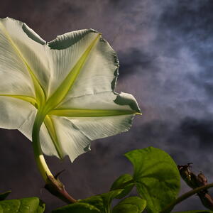 Moonflowers
