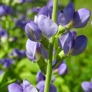 False Indigo