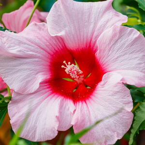 Hibiscus