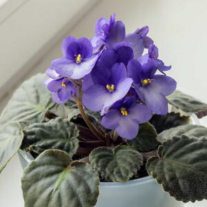 African Violets