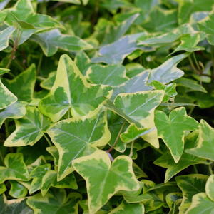English Ivy