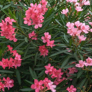 Oleander