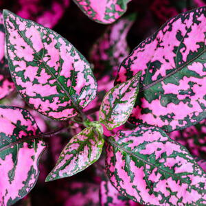 Polka Dot Plant