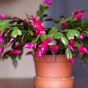 Christmas Cactus