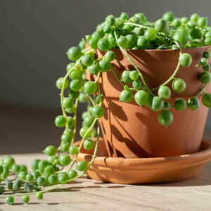String of Pearls