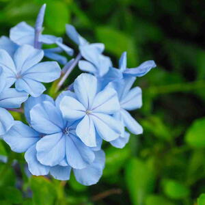 Plumbago