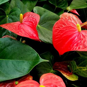 Anthuriums