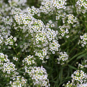 Sweet Alyssum