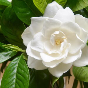 Gardenias
