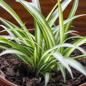 Spider Plants