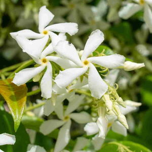 Star Jasmine